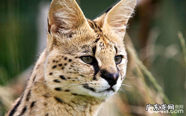 薮猫的繁衍,薮猫的孕期多长