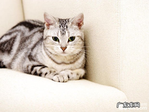 虎猫的繁衍方法,虎猫繁衍需求多长时间