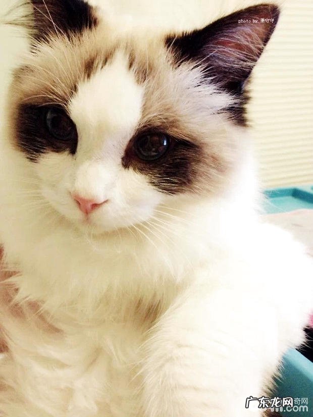 布偶猫好养吗?养殖布偶猫要注意什么