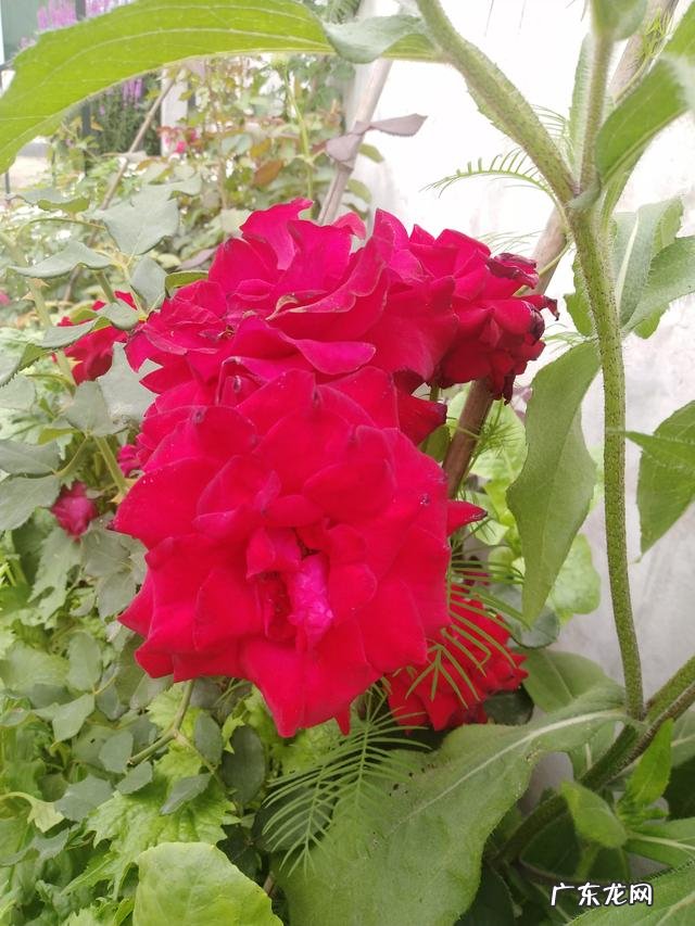 男人都喜欢漂亮的女人,难道仅仅是因为好色吗?