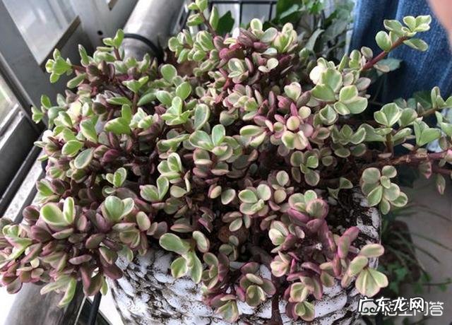 为什么东北女人都必须有个貂？