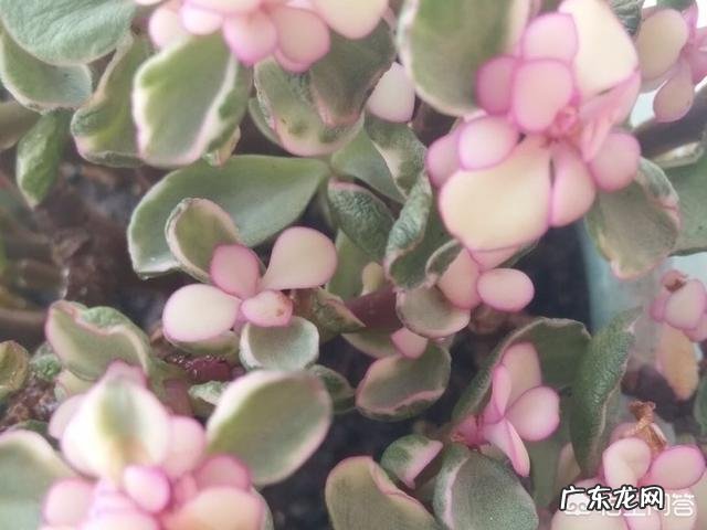 为什么东北女人都必须有个貂？