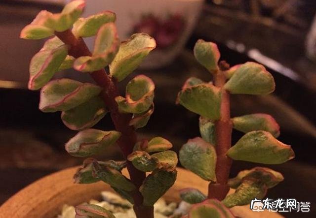 为什么东北女人都必须有个貂？