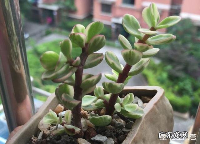 为什么东北女人都必须有个貂？