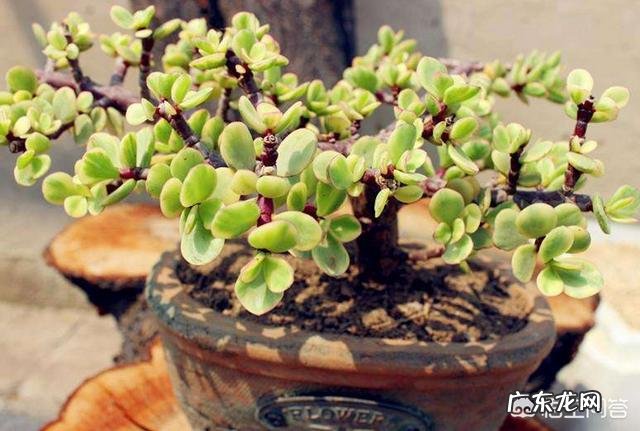 为什么东北女人都必须有个貂？