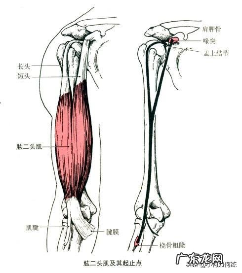 哪些动作可以让我手臂快速地增粗?