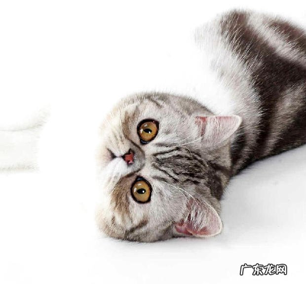 异国短毛猫好养吗？异短怎么养