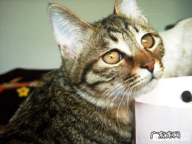 狸花猫吃什么?狸花猫怎样喂食