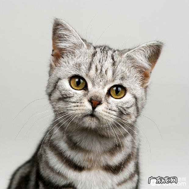 虎斑猫的日子习性,虎斑猫摇尾巴代表什么