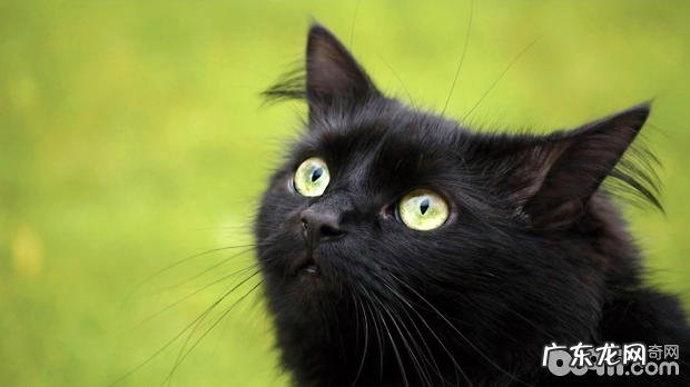 孟买猫好养吗?孟买猫有什么特色