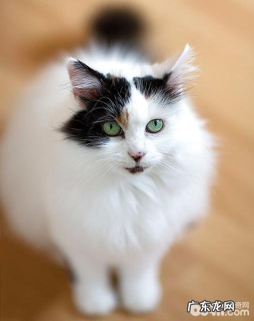 土耳其梵猫好养吗