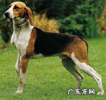 什么土狗最聪明又好养? 土狗品种排行榜大全