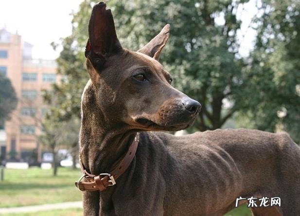 什么土狗最聪明又好养? 土狗品种排行榜大全