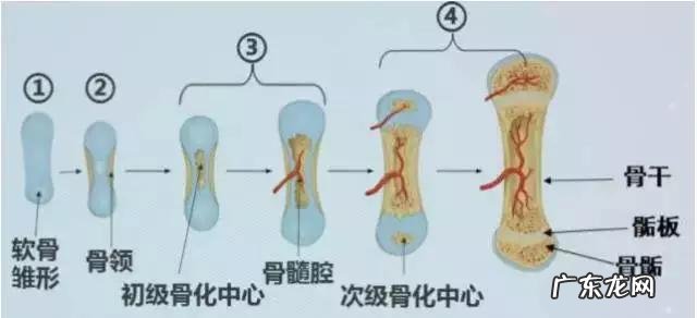 孩子身高发育标准表-孩子生长发育身高标准