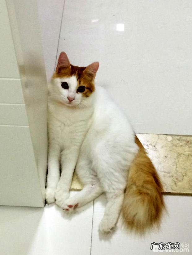 土耳其梵猫的价格,土耳其梵猫贵吗