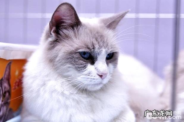 伯曼猫和布偶猫的差异