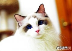 怎么辨别布偶猫,布偶猫和其他猫种的差异