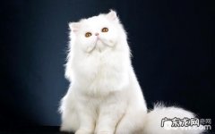 波斯猫图片，波斯猫来源，波斯猫有什么特色