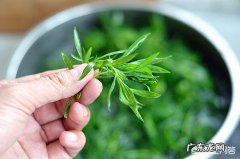 扫帚菜是什么？扫帚菜有什么营养？