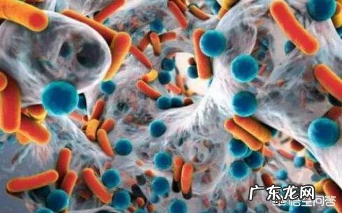 益生菌一般什么情况下服用，服用多长时间？