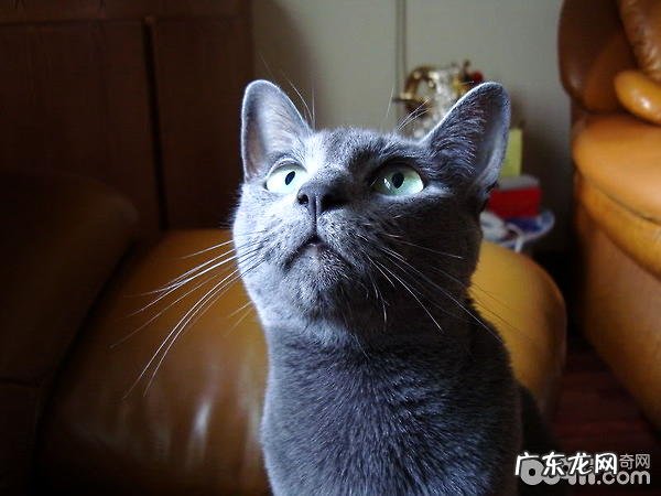 猫之贵族:俄罗斯蓝猫特色和图片种类介绍