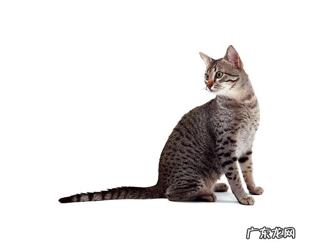 埃及猫种类介绍及特色介绍
