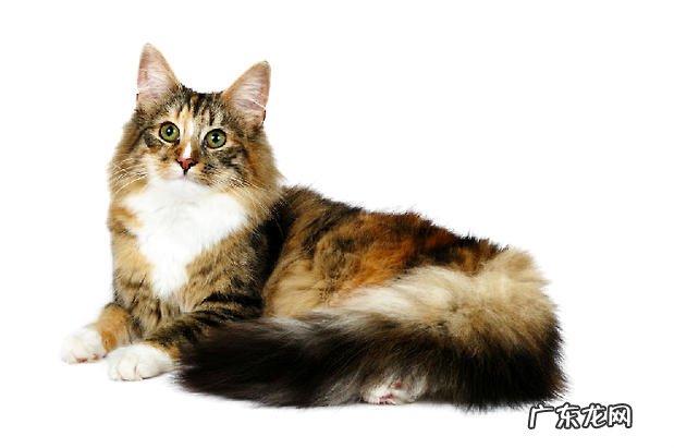 宠物猫之缅因猫,缅因猫有什么特色