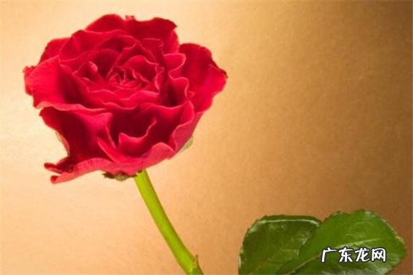 女生最想要的16种礼物 送老婆礼物前十件排名