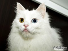 宠物猫之山东狮子猫种类大全