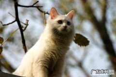 山东狮子猫的种类分类