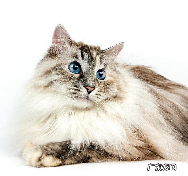 宠物猫之西伯利亚猫的种类特征介绍