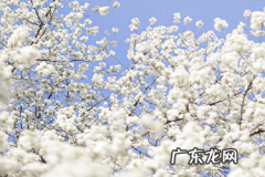 淘宝静默订单客服怎么分配？分流不均怎么?办？