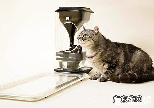 猫脸辨认的喂食器你见过吗？