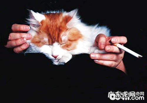 二手烟关于猫咪有哪些损害?