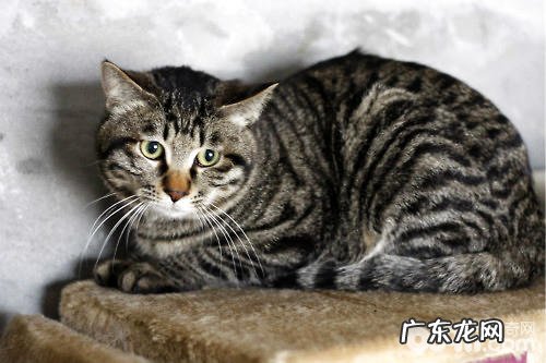 我国狸花猫的性情剖析