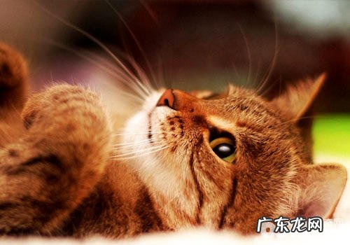 经过猫咪的哪些行为可知它喜爱你？