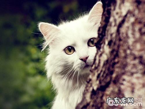 波斯猫洗澡要注意水温