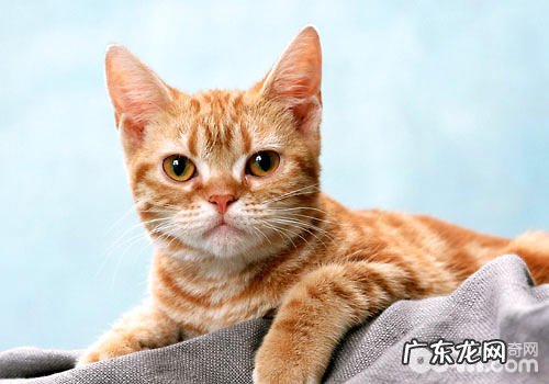 关于猫咪，太胖了可不是一件功德