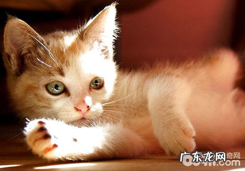 做好以下几点,可不要让猫咪铅中毒哦!