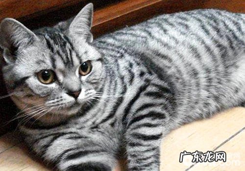 猫咪吃东西只用半边牙齿?