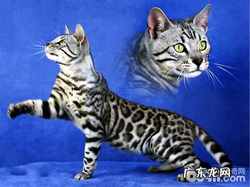孟加拉豹猫怎么养殖