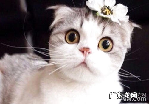 家中养猫的注意事项你都知道吗?