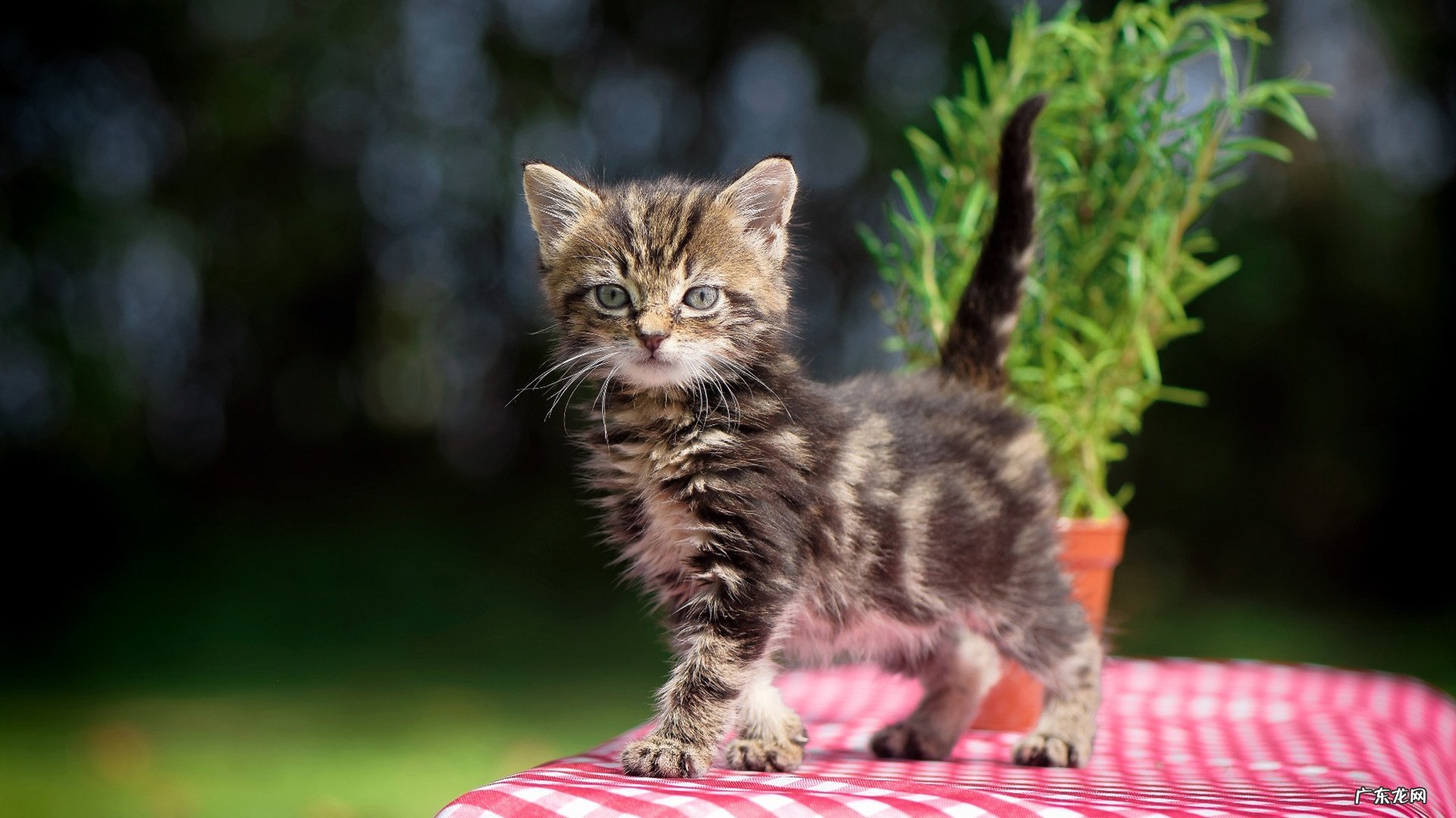 产后减肥如何减去腹部赘肉？