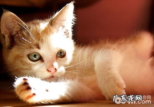 不要怕,被猫咬了纷歧定要打疫苗!