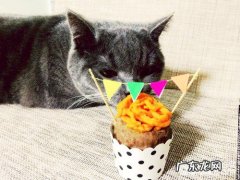 猫咪为什么不吃甜的东西