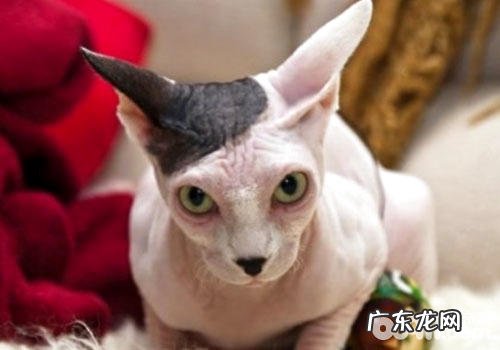 斯芬克斯猫有哪些特色？
