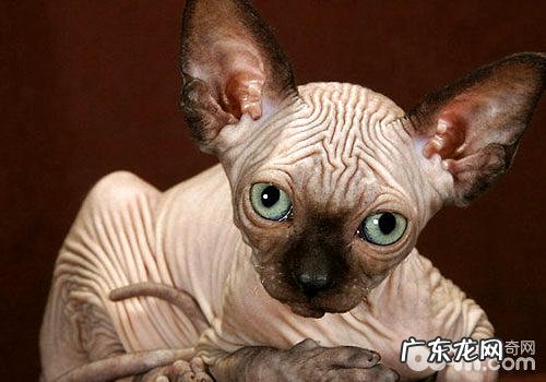 斯芬克斯猫为什么无毛?