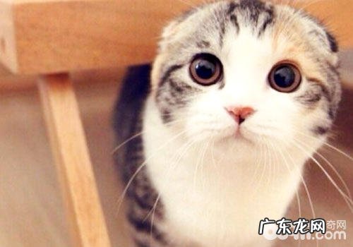 猫咪犯错千万不能打