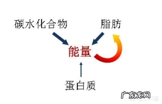 吃饭时喝水有助于减肥吗？