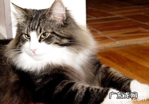 纯种挪威森林猫在哪能买到?